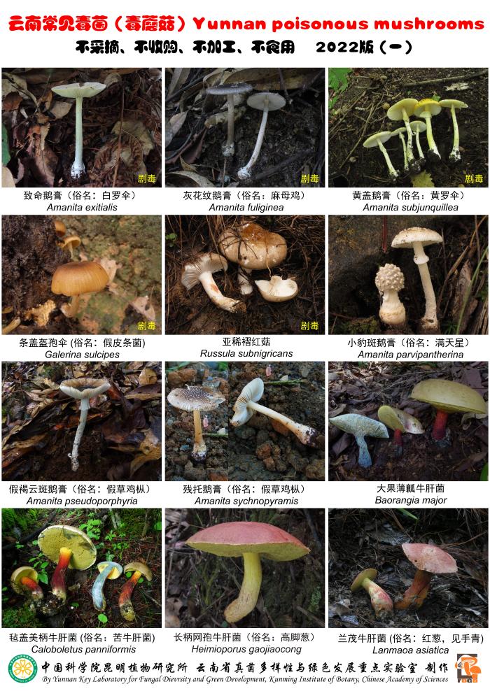 生活观察｜如何防范食用野生菌中毒？_新华网(图1)