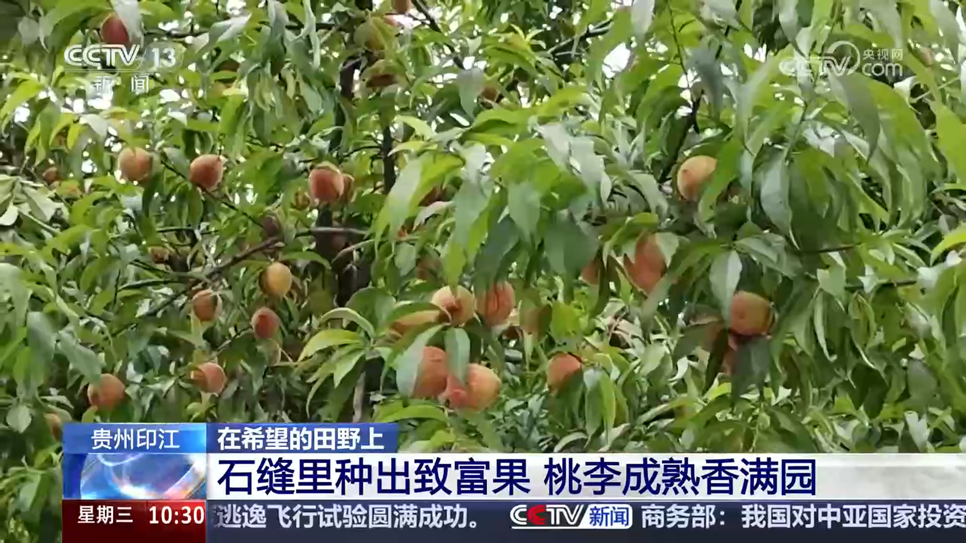 盐碱滩变“金麦田”石山成“致富山”戈壁荒山改造生态效益与经济效益双赢(图2)