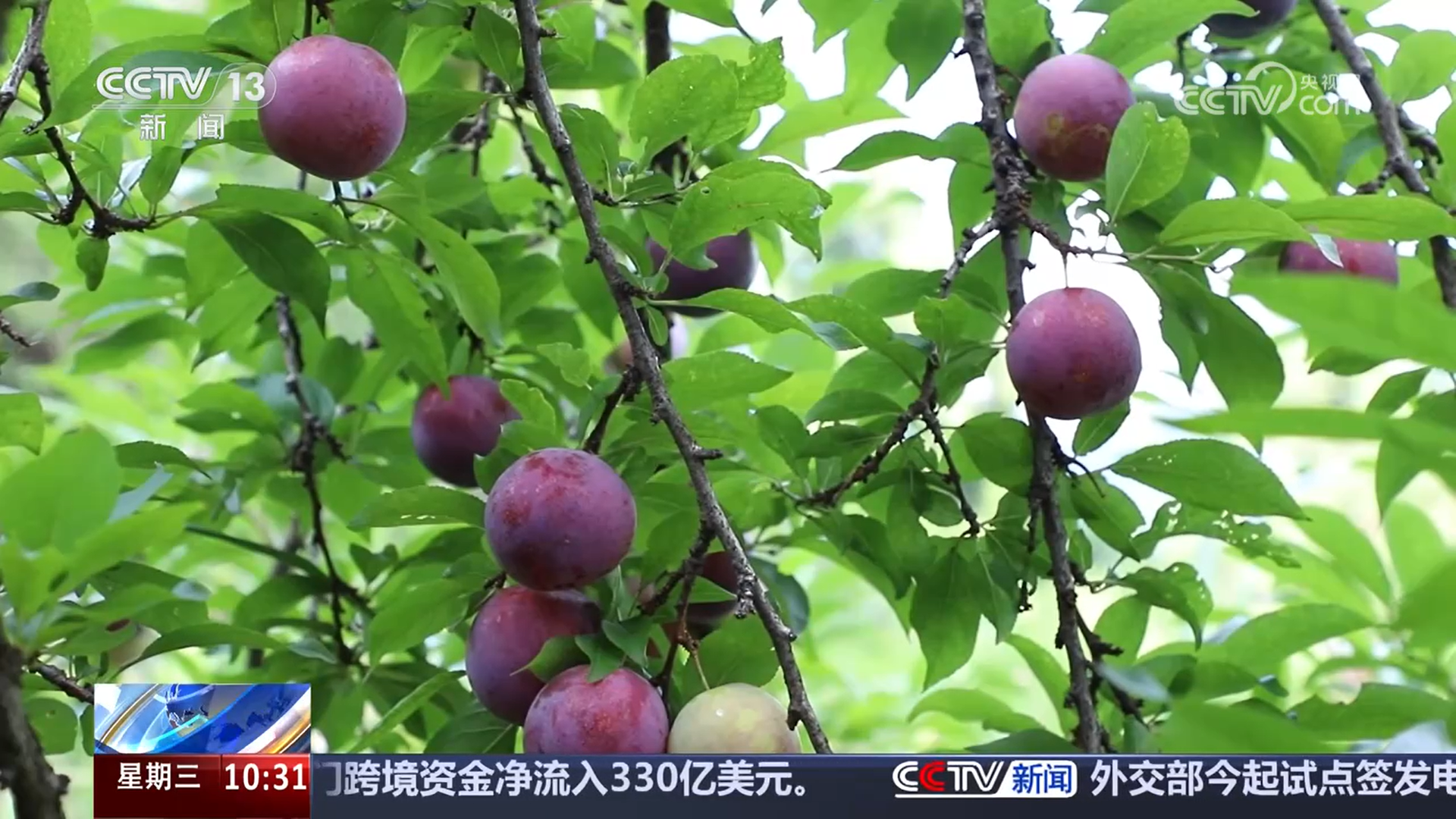 盐碱滩变“金麦田”石山成“致富山”戈壁荒山改造生态效益与经济效益双赢(图3)