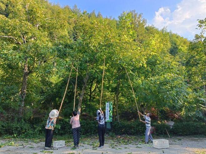 安博体育网站：十数载深耕结硕果重庆这支核桃团队助推荒山变“致富林”(图2)