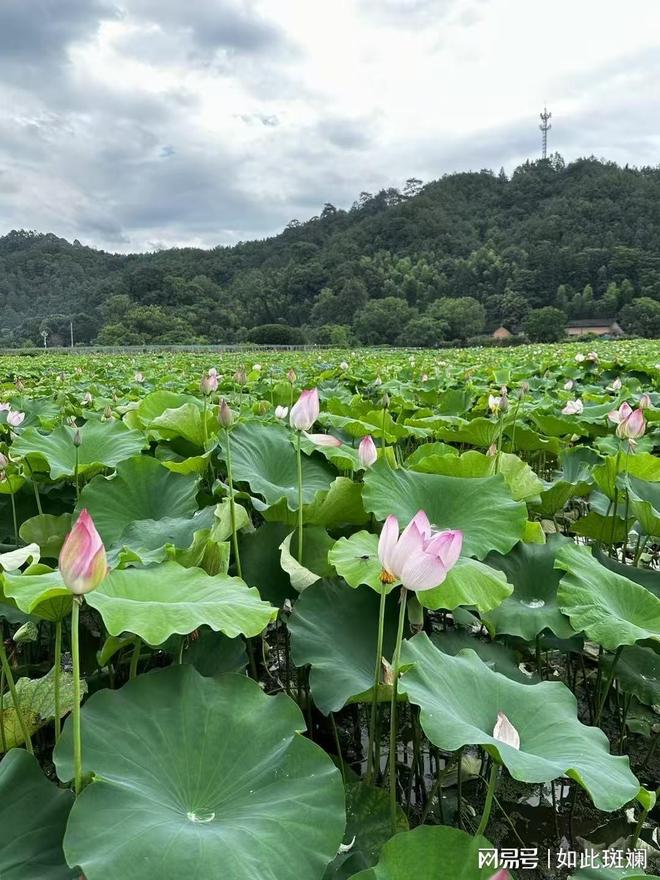 福建誉荐国际旅行社推荐：口碑靠谱的福建地接社(图1)
