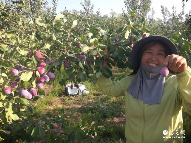 礼泉县昭陵镇：“紫水晶”照亮致富路旱塬上长出“黄金果”(图3)
